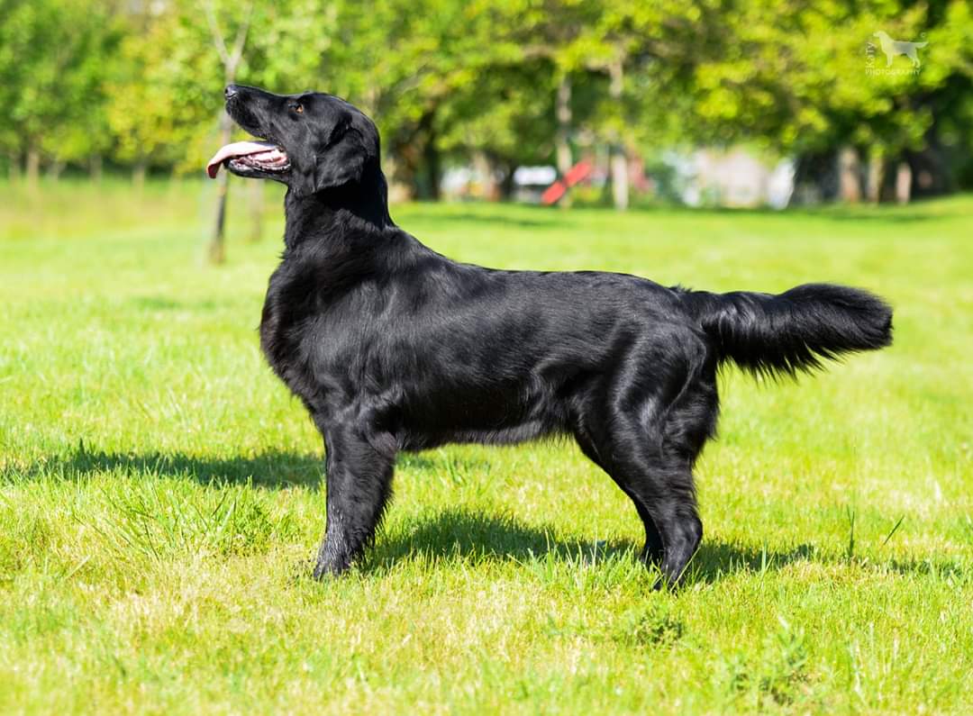 Baileys Magic of Czech