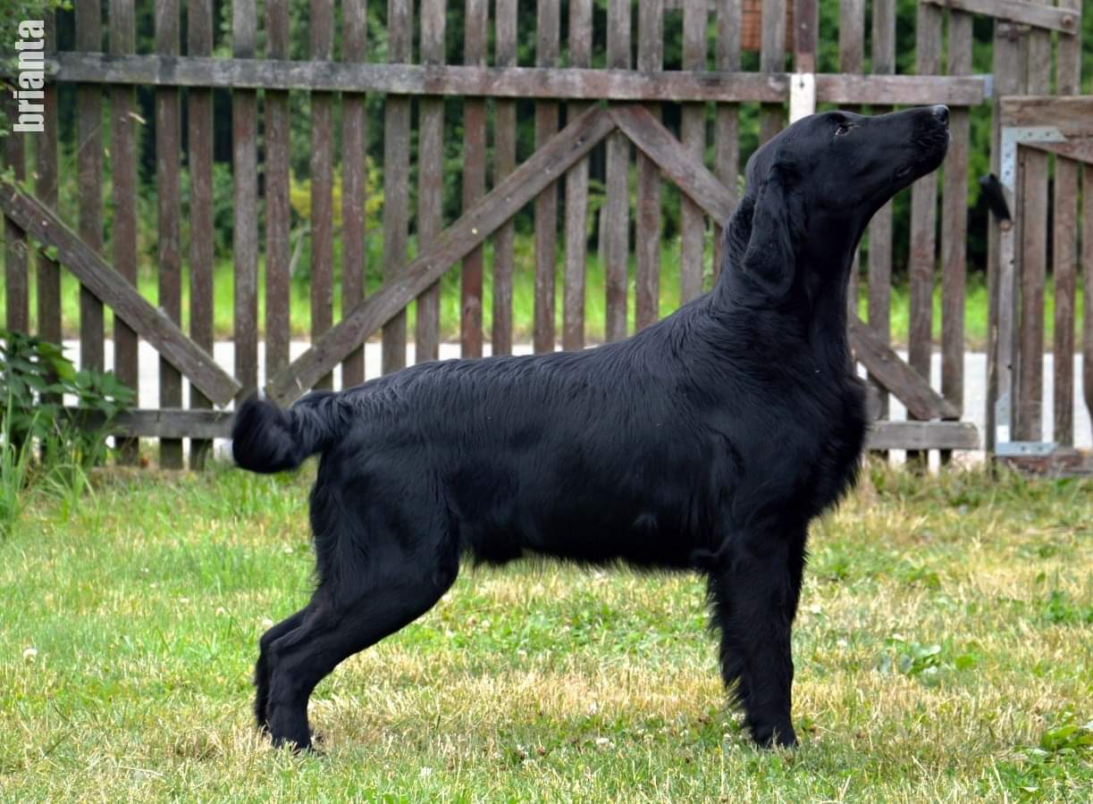 Emotion In Motion Black Brianta