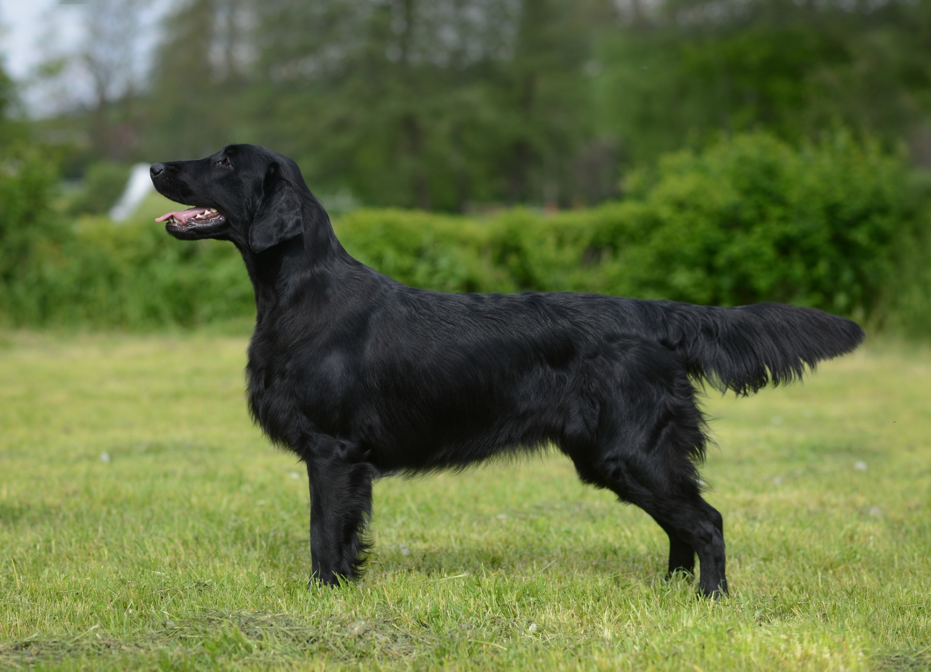 Beloved Mia Black Shade Lara