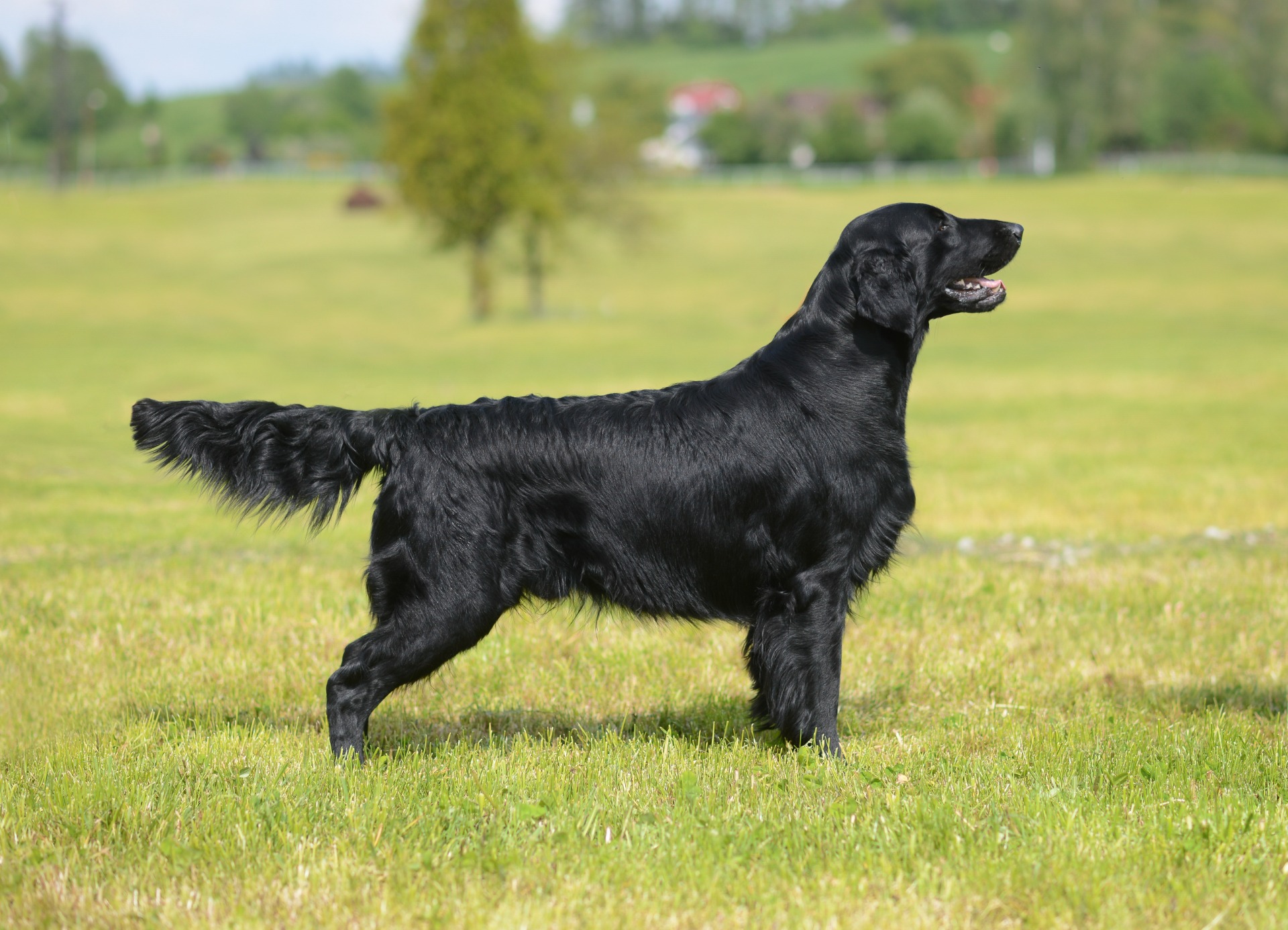 "U" Marteen Jozucita