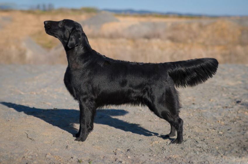 Jaffetuoso Kaila od Ivanského Jezera