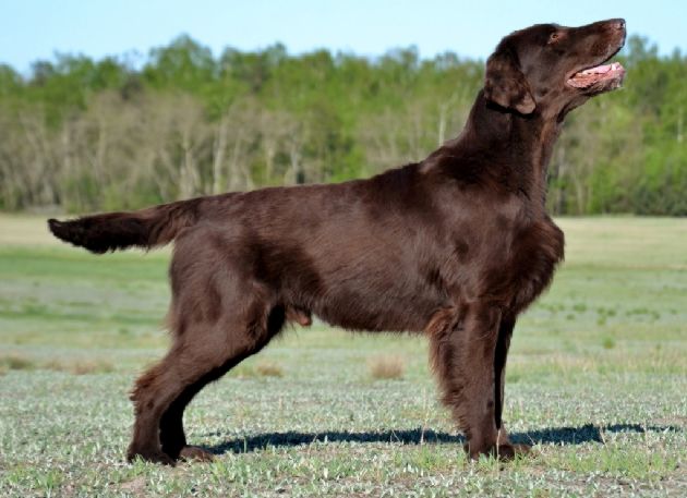 Flatterhaft REBEL YELL